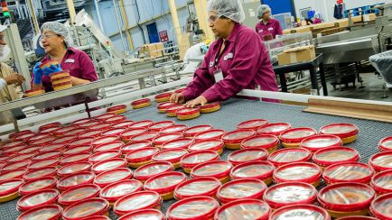 Sabra production